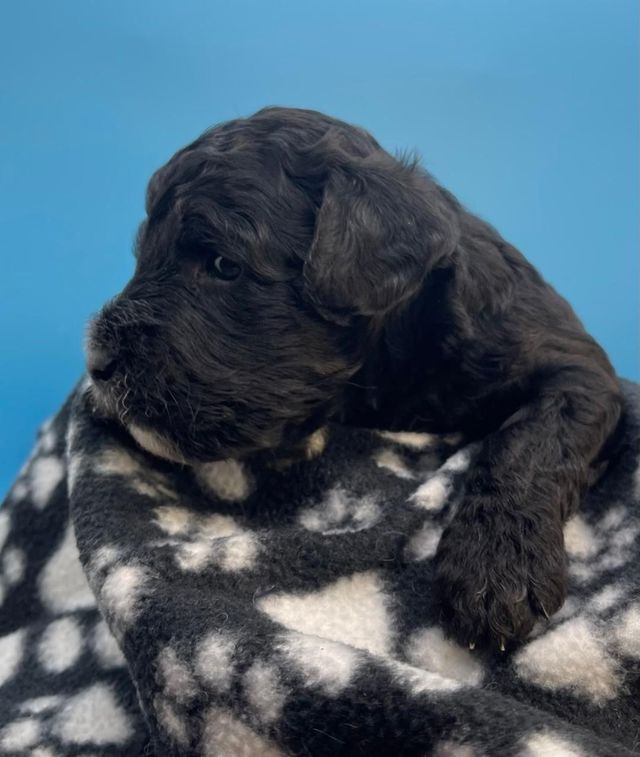 Gray fashion labradoodle puppies